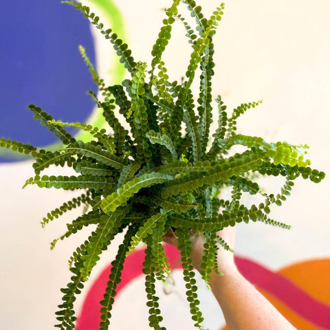 Nephrolepis cordifolia 'Duffii' - Lemon Button Fern - Sprouts of Bristol