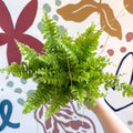 Nephrolepis exaltata 'Boston Blue Bell' - Boston Fern - Sprouts of Bristol