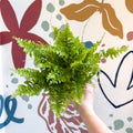 Nephrolepis exaltata 'Boston Blue Bell' - Boston Fern - Sprouts of Bristol