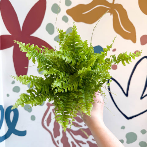 Nephrolepis exaltata 'Boston Blue Bell' - Boston Fern - Sprouts of Bristol