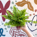 Nephrolepis exaltata 'Boston Blue Bell' - Boston Fern - Sprouts of Bristol
