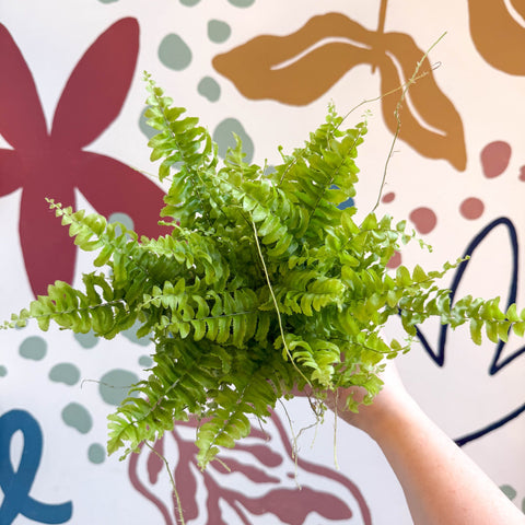 Nephrolepis exaltata 'Boston Blue Bell' - Boston Fern - Sprouts of Bristol