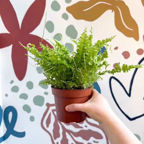 Nephrolepis exaltata 'Boston Blue Bell' - Boston Fern - Sprouts of Bristol