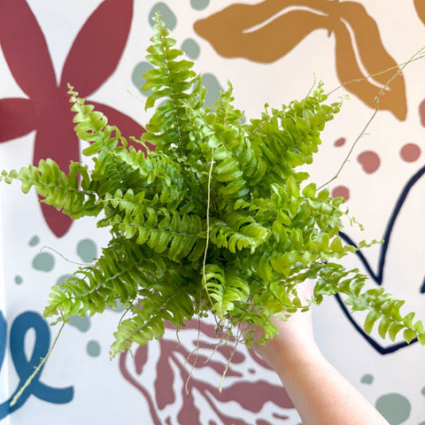 Nephrolepis exaltata 'Boston Blue Bell' - Boston Fern - Sprouts of Bristol