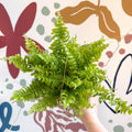 Nephrolepis exaltata 'Boston Blue Bell' - Boston Fern - Sprouts of Bristol
