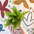 Nephrolepis exaltata 'Boston Blue Bell' - Boston Fern - Sprouts of Bristol