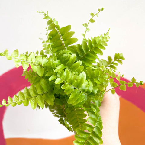 Nephrolepis exaltata 'Green Moment' - Boston Fern - Sprouts of Bristol