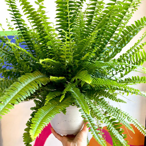 Nephrolepis exaltata 'Sonata' - Boston Fern - Sprouts of Bristol