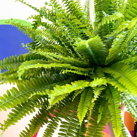 Nephrolepis exaltata 'Sonata' - Boston Fern - Sprouts of Bristol