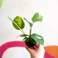 Never Never Plant - Ctenanthe lubbersiana pilosa 'Golden Mosaic' - Sprouts of Bristol