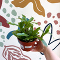 Nidularium schultesianum 'Fireball' - Blushing Bromeliad - Sprouts of Bristol