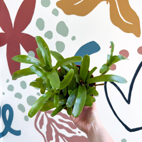 Nidularium schultesianum 'Fireball' - Blushing Bromeliad - Sprouts of Bristol