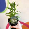 Obedient Plant - Physostegia virginiana 'Crystal Peak White' - British Grown Herbaceous Perennial - Sprouts of Bristol