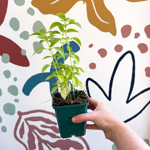 Ocimum basilicum 'Lemon' - Lemon Basil - Cotswolds Grown Culinary Herbs - Sprouts of Bristol