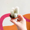 Old Man Cactus - Austrocephalocereus dybowskii - Sprouts of Bristol