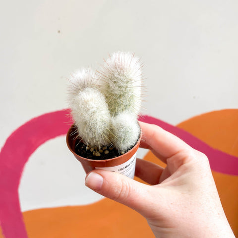 Old Man Cactus - Austrocephalocereus dybowskii - Sprouts of Bristol