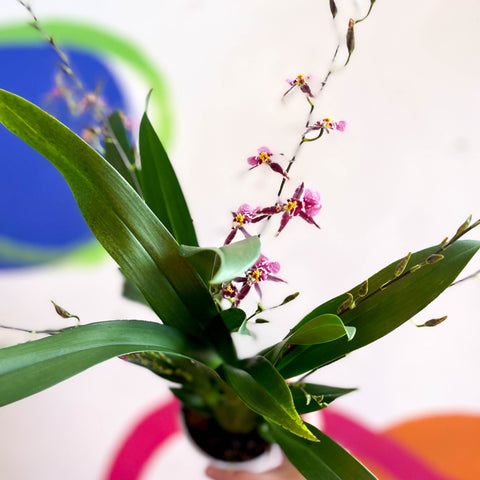 Oncidium x 'Titanium Treasure' - Butterfly Orchid - Sprouts of Bristol