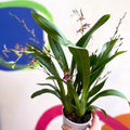 Oncidium x 'Titanium Treasure' - Butterfly Orchid - Sprouts of Bristol
