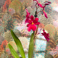 Oncidopsis Nelly Isler ‘Red Velvet’ – Cambria Orchid - Sprouts of Bristol