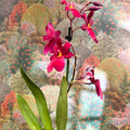 Oncidopsis Nelly Isler ‘Red Velvet’ – Cambria Orchid - Sprouts of Bristol
