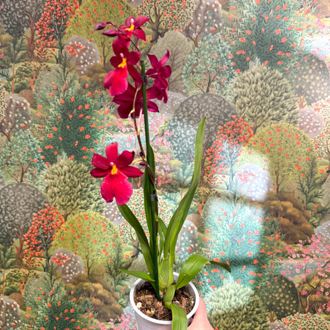 Oncidopsis Nelly Isler ‘Red Velvet’ – Cambria Orchid - Sprouts of Bristol