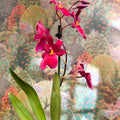 Oncidopsis Nelly Isler ‘Red Velvet’ – Cambria Orchid - Sprouts of Bristol