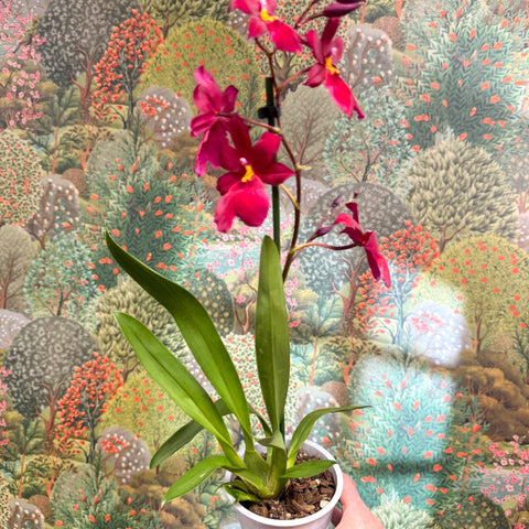 Oncidopsis Nelly Isler ‘Red Velvet’ – Cambria Orchid - Sprouts of Bristol