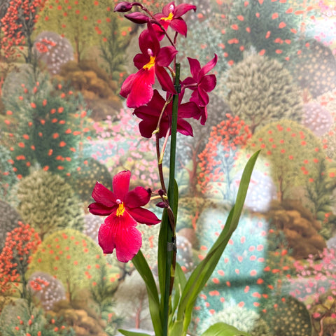 Oncidopsis Nelly Isler ‘Red Velvet’ – Cambria Orchid - Sprouts of Bristol