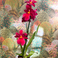 Oncidopsis Nelly Isler ‘Red Velvet’ – Cambria Orchid - Sprouts of Bristol