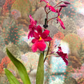 Oncidopsis Nelly Isler ‘Red Velvet’ – Cambria Orchid - Sprouts of Bristol
