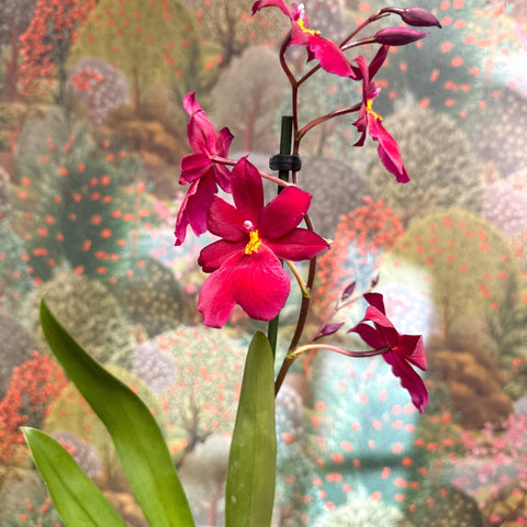 Oncidopsis Nelly Isler ‘Red Velvet’ – Cambria Orchid - Sprouts of Bristol