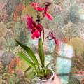 Oncidopsis Nelly Isler ‘Red Velvet’ – Cambria Orchid - Sprouts of Bristol