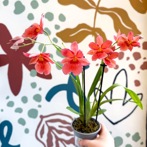 Oncidopsis x ‘Nelly Isler’ – Cambria Orchid - Sprouts of Bristol