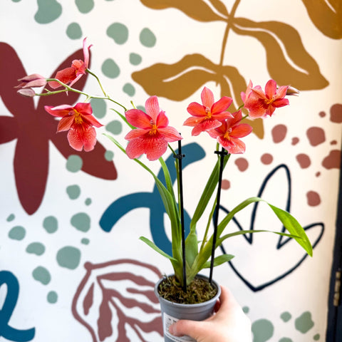 Oncidopsis x ‘Nelly Isler’ – Cambria Orchid - Sprouts of Bristol