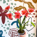 Oncidopsis x ‘Nelly Isler’ – Cambria Orchid - Sprouts of Bristol