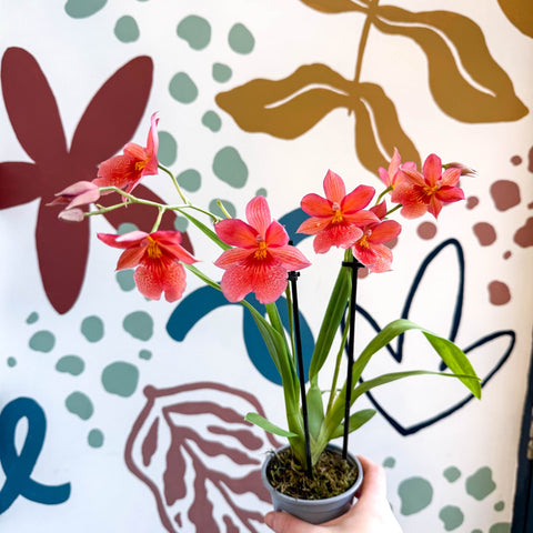 Oncidopsis x ‘Nelly Isler’ – Cambria Orchid - Sprouts of Bristol