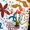 Oncidopsis x ‘Nelly Isler’ – Cambria Orchid - Sprouts of Bristol