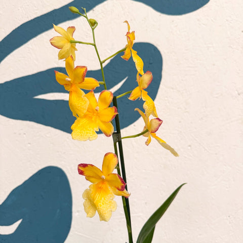 Oncidopsis × ‘Yellow Nelly Isler’ – Yellow Cambria Orchid - Sprouts of Bristol