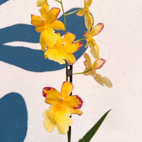 Oncidopsis × ‘Yellow Nelly Isler’ – Yellow Cambria Orchid - Sprouts of Bristol