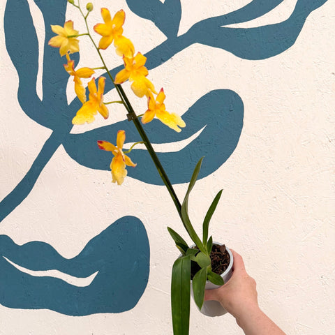 Oncidopsis × ‘Yellow Nelly Isler’ – Yellow Cambria Orchid - Sprouts of Bristol