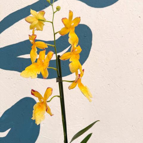 Oncidopsis × ‘Yellow Nelly Isler’ – Yellow Cambria Orchid - Sprouts of Bristol