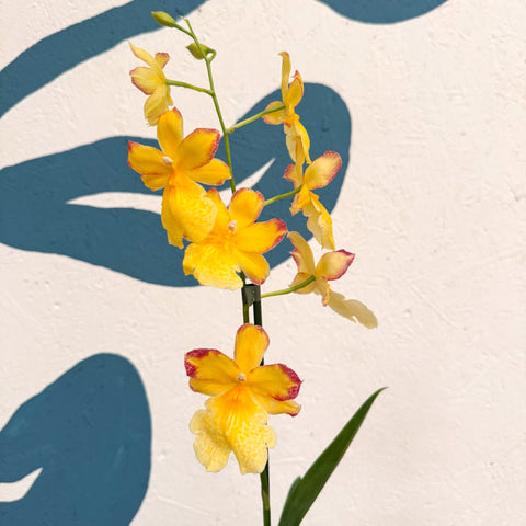 Oncidopsis × ‘Yellow Nelly Isler’ – Yellow Cambria Orchid - Sprouts of Bristol