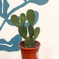 Opuntia macrocalyx - Polka-Dot Cactus - Sprouts of Bristol