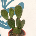 Opuntia macrocalyx - Polka-Dot Cactus - Sprouts of Bristol