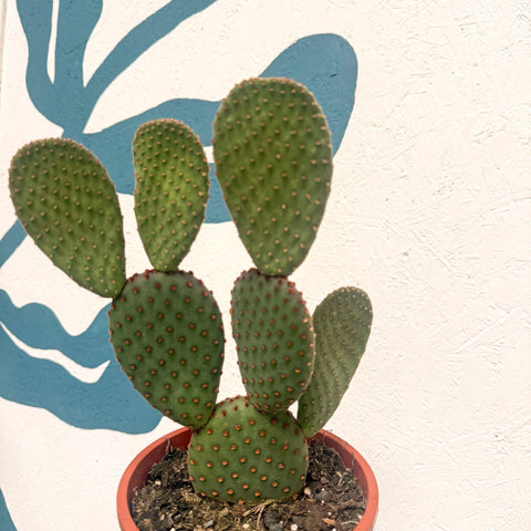 Opuntia macrocalyx - Polka-Dot Cactus - Sprouts of Bristol