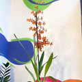 Orange Cambria Orchid - x Colmanara - Sprouts of Bristol