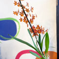 Orange Cambria Orchid - x Colmanara - Sprouts of Bristol