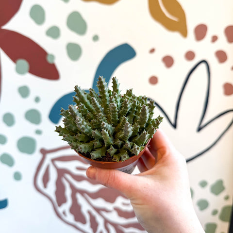 Orbea variegata – Starfish Plant - Sprouts of Bristol