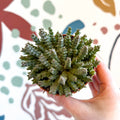 Orbea variegata – Starfish Plant - Sprouts of Bristol