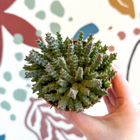 Orbea variegata – Starfish Plant - Sprouts of Bristol